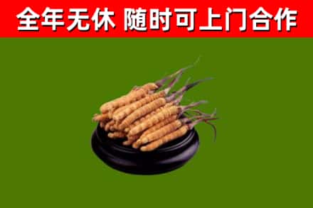 东莞烟酒回收冬虫夏草.jpg